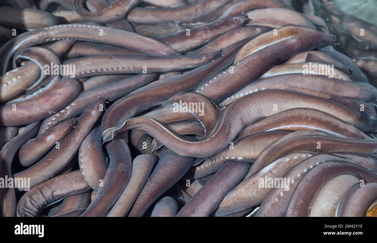 Catture di pesce pescato del Pacifico "Eptatretus stoutii", dette anche Slime Eel (nelle acque di mare, che esportano vivi verso la Corea del Sud per il consumo umano). Foto Stock