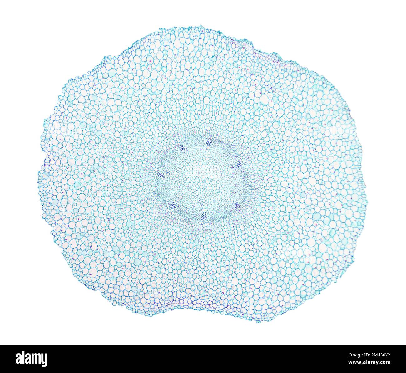 Radice giovane di fagiolo largo, intera sezione trasversale di una radice di fagiolo di fava, Vicia faba, sotto il microscopio luminoso. Foto Stock