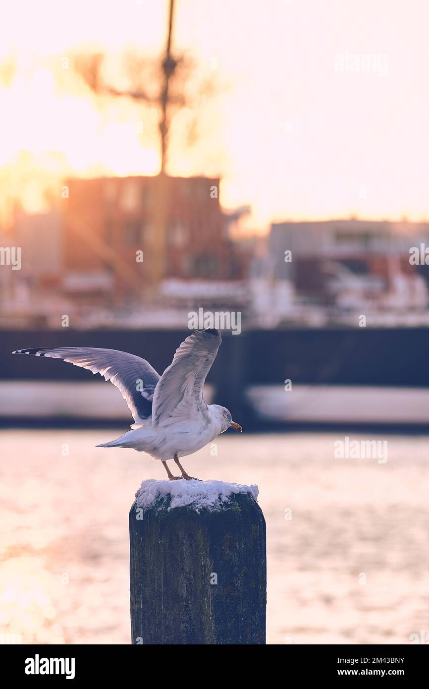 Gabbiano al sole del mattino che si prepara a volare. Foto di alta qualità Foto Stock