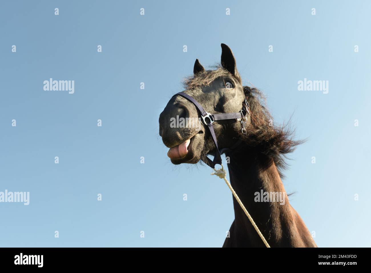 Cavallo mostra la lingua. La testa di un cavallo contro il cielo. Ritratto divertente. Foto Stock