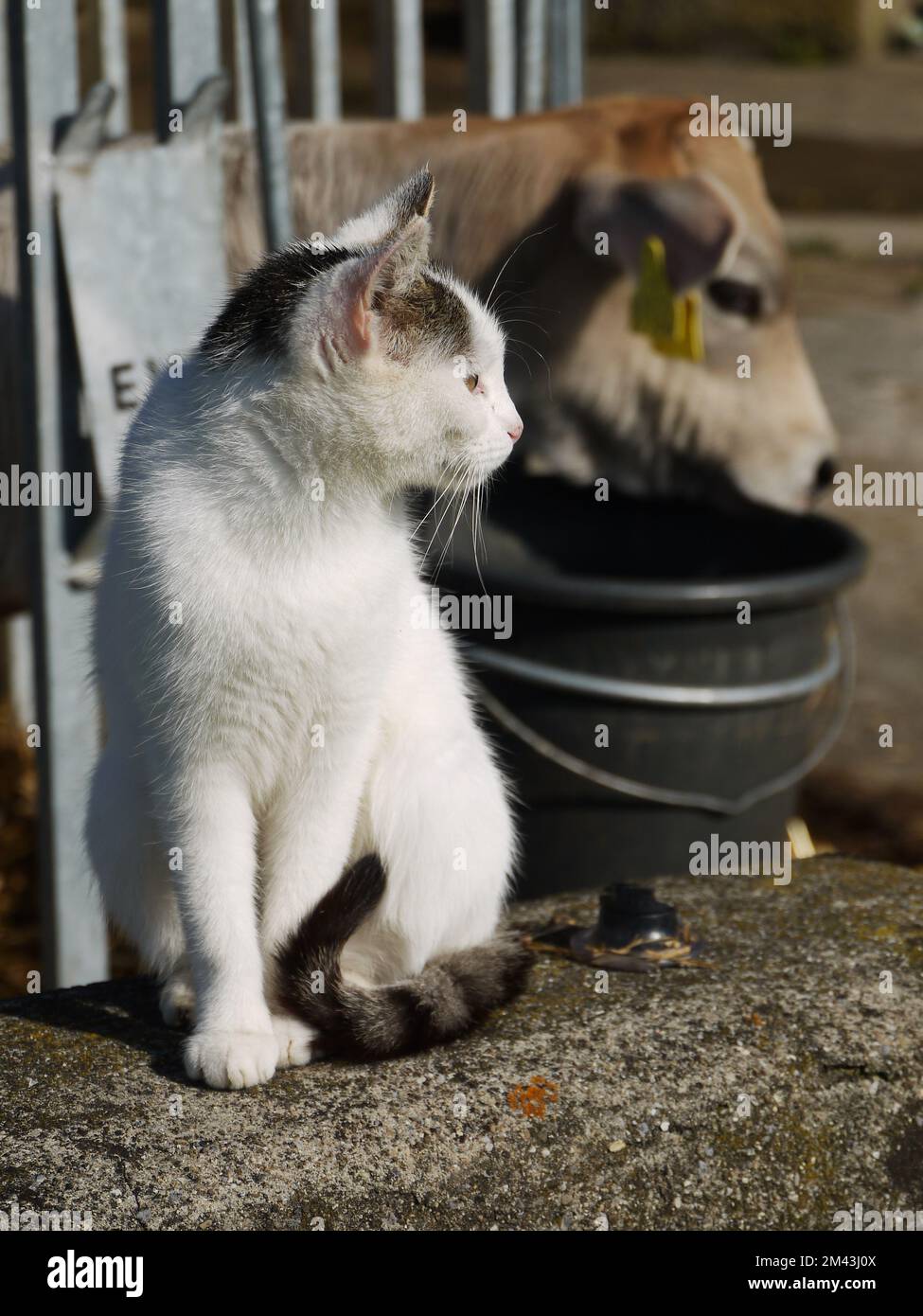 mucca e gatto Foto Stock