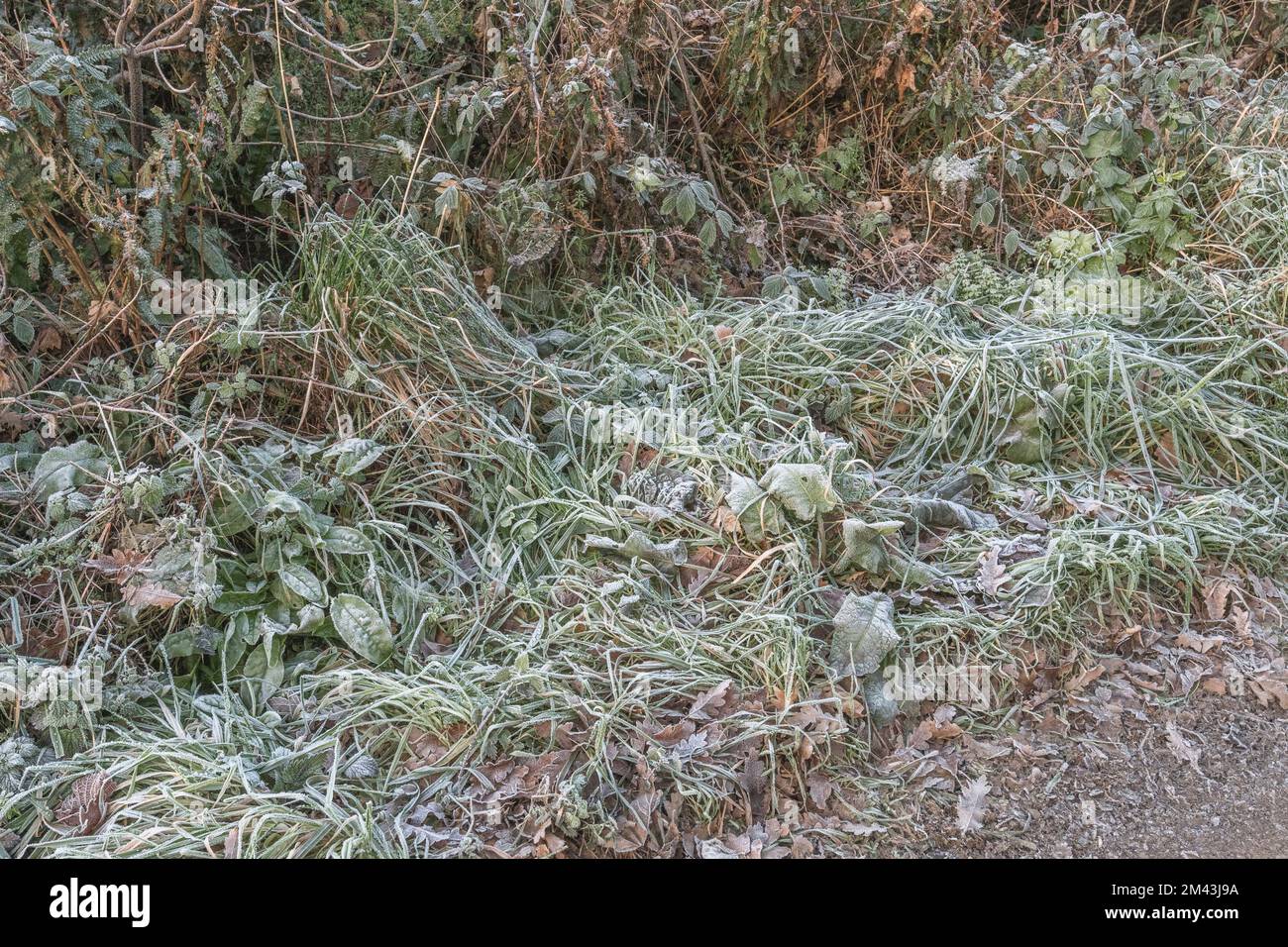 Erba ricoperta di ghiaccio e piante all'orlo di una corsia rurale nella campagna del Regno Unito (Cornovaglia). Foto Stock