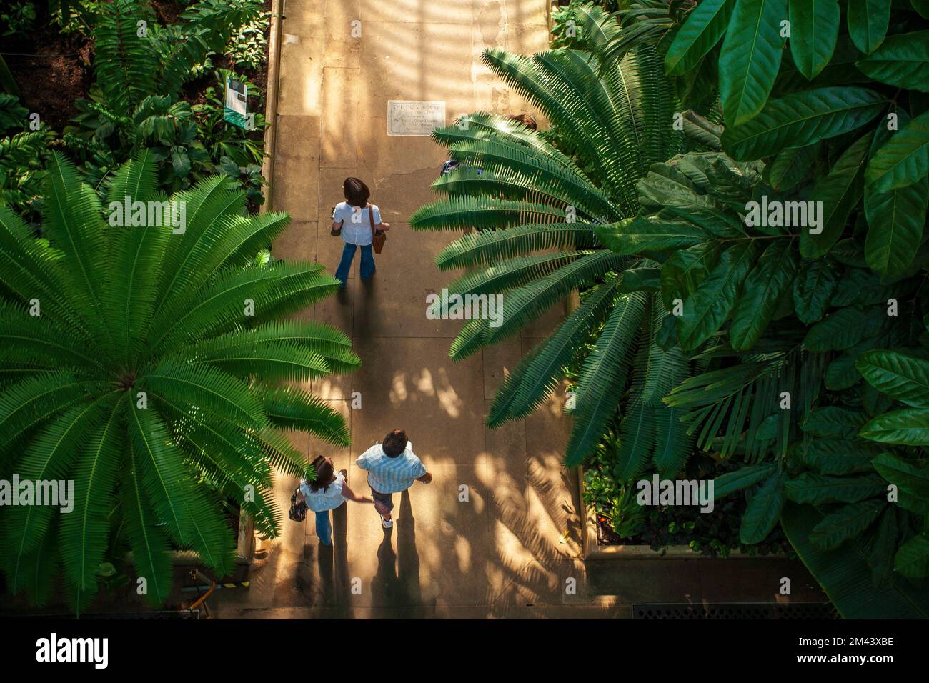 Londra. Regno Unito. Giardino delle palme in una serra nei giardini botanici reali di Kew Foto Stock