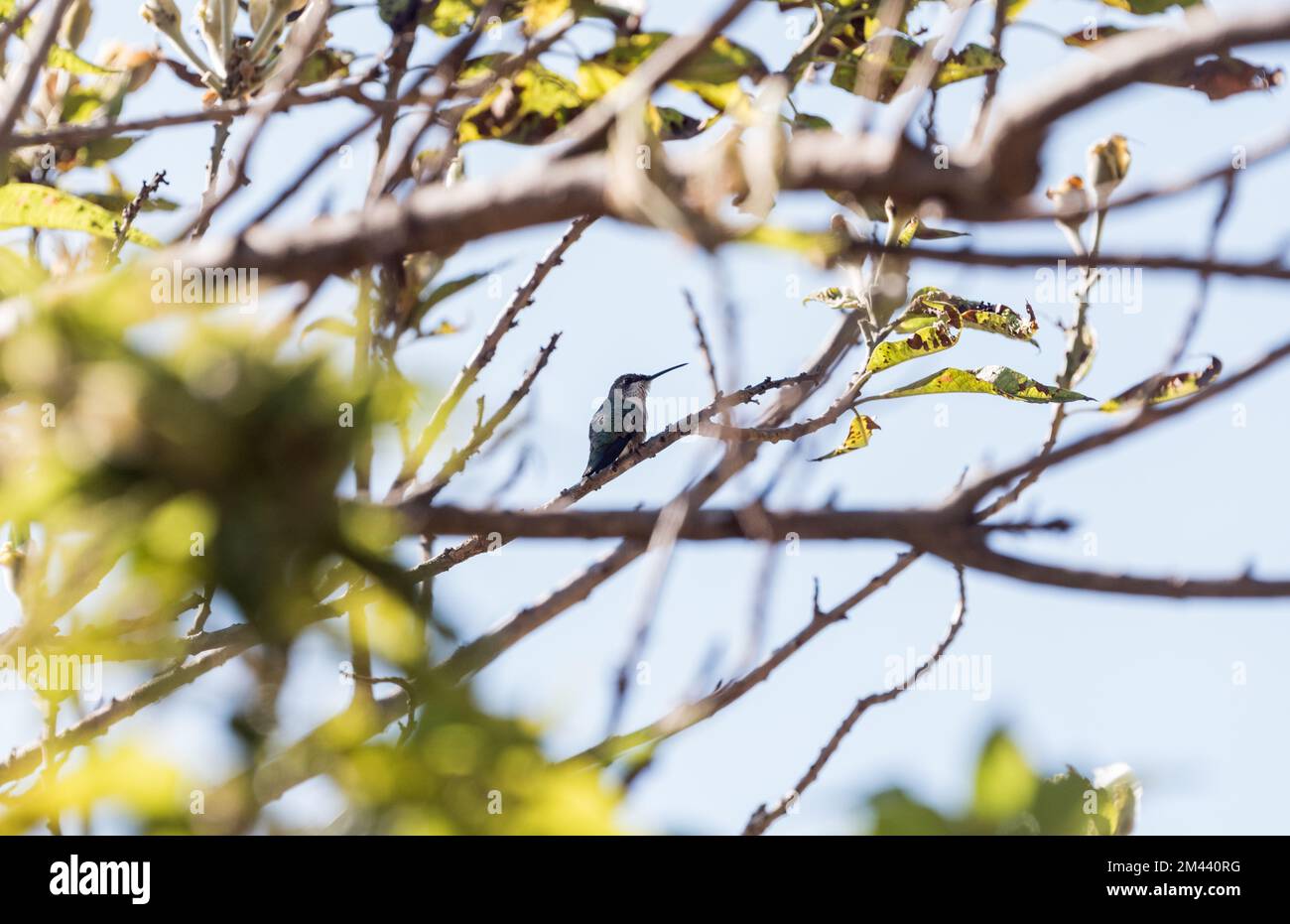 Appollaiato bellissimo Hummingbird Calothorax pulcher) nello stato messicano di Oaxaca Foto Stock