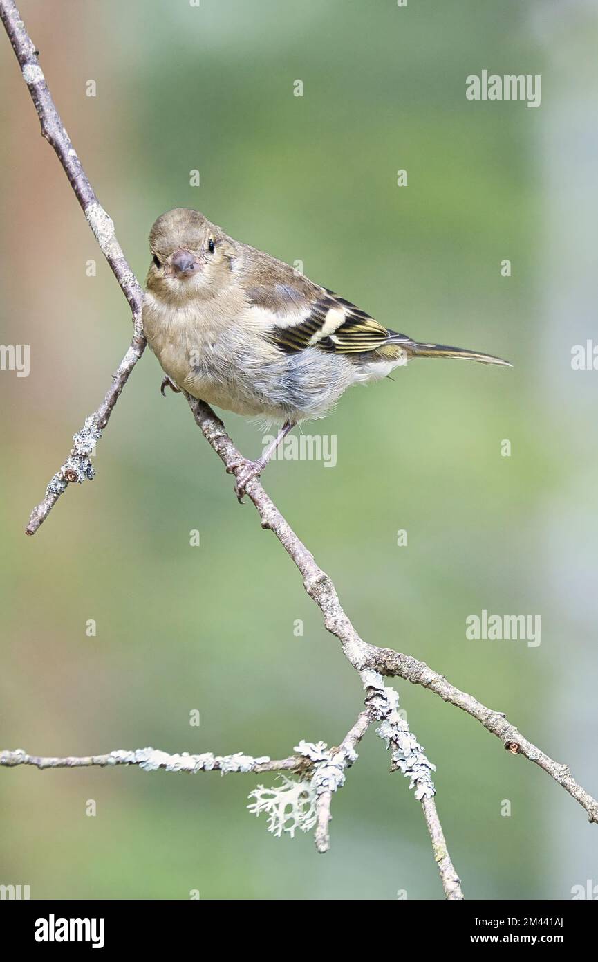Un colpo verticale di un piccolo uccello arroccato su un sottile ramo d'albero Foto Stock