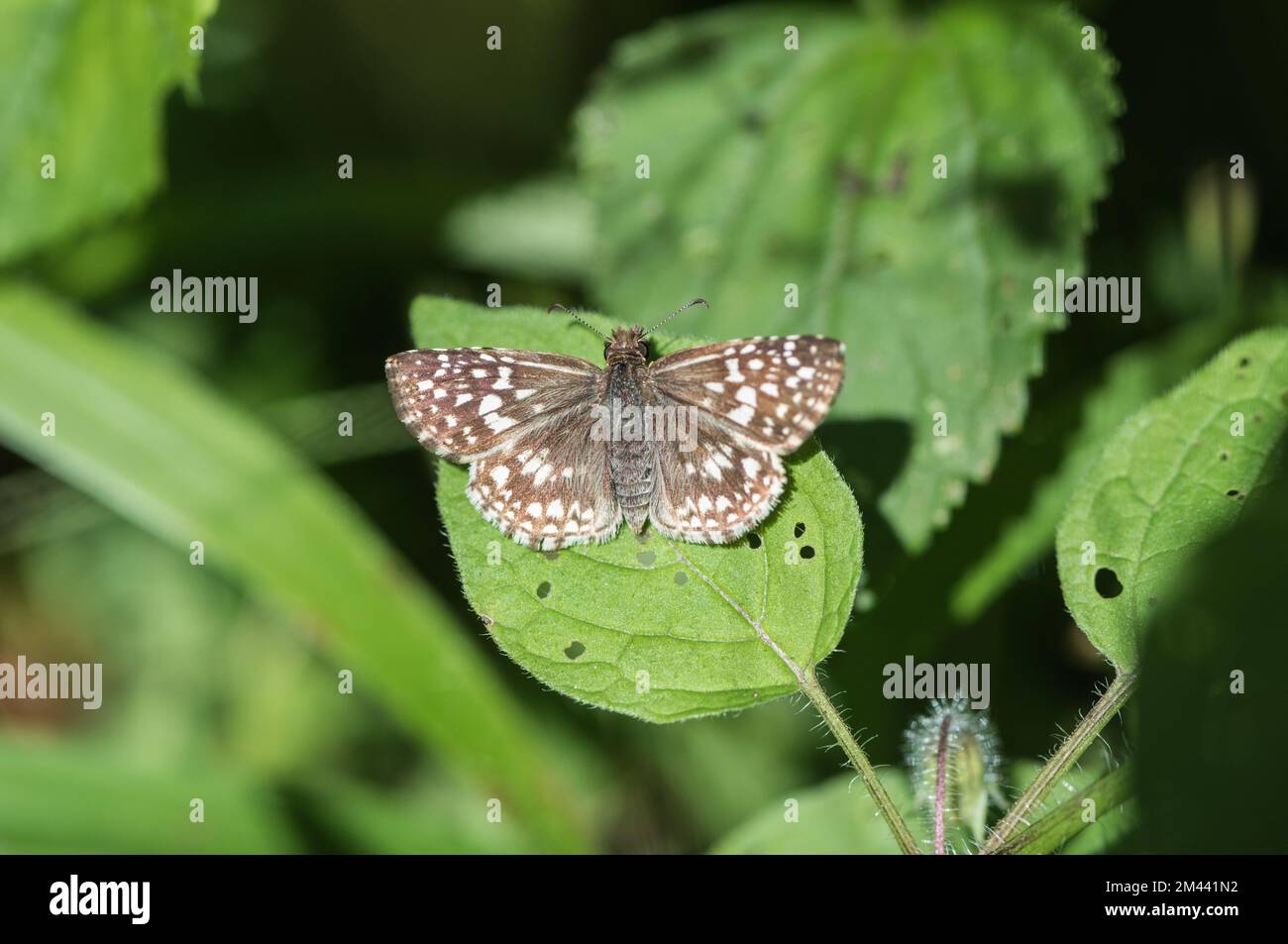Tropical Checkered Skipper (Pyrgus oileus) arroccato su una foglia in Messico Foto Stock