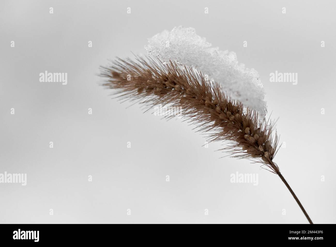 Neve sull'orecchio di grano Foto Stock