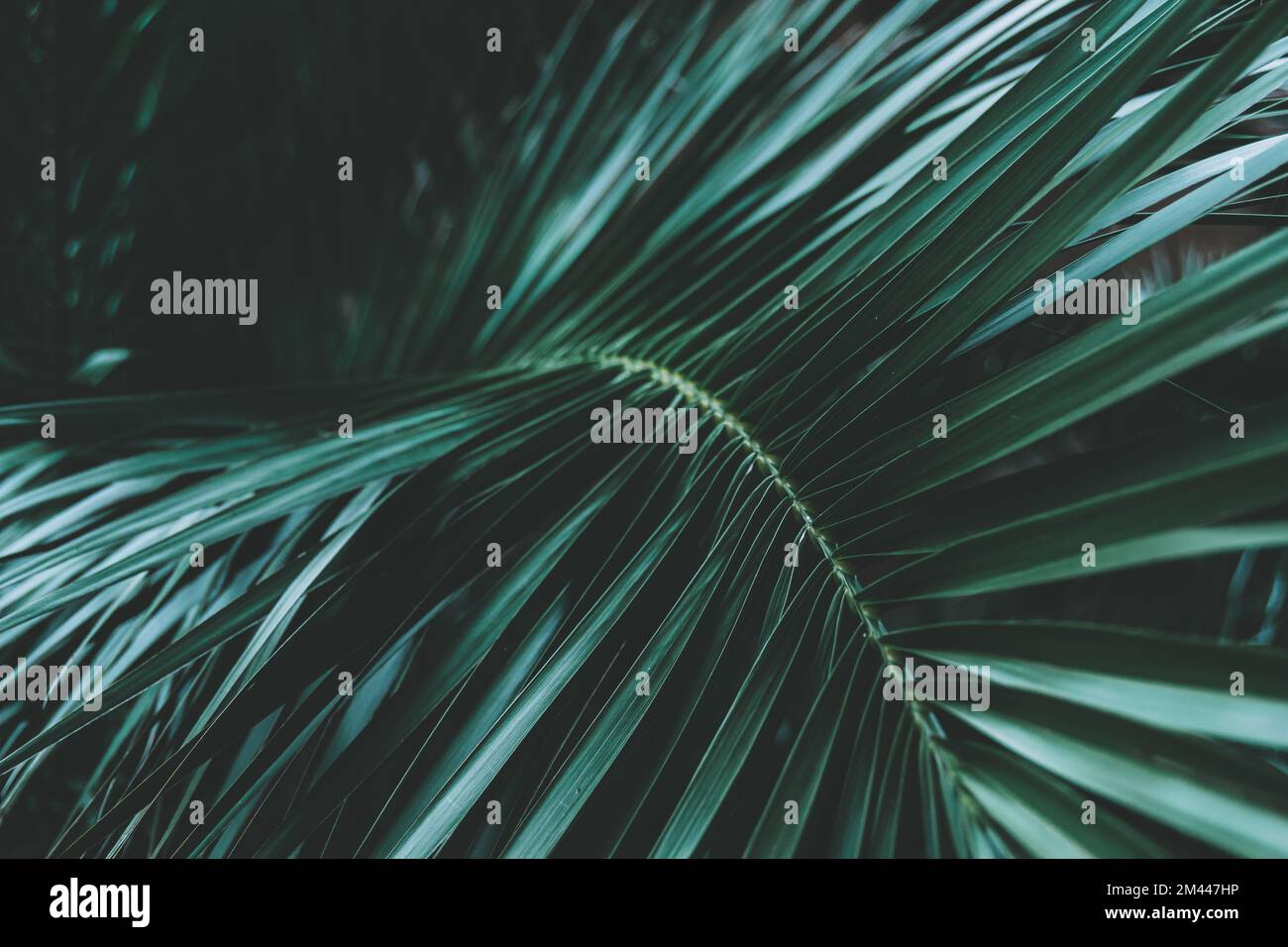 Ramo di palma con molte foglie in stile di modifica verde moody. Primo piano con piante di palma a foglia angolata, bella vegetazione sparata nel centro di Londra. Foto Stock