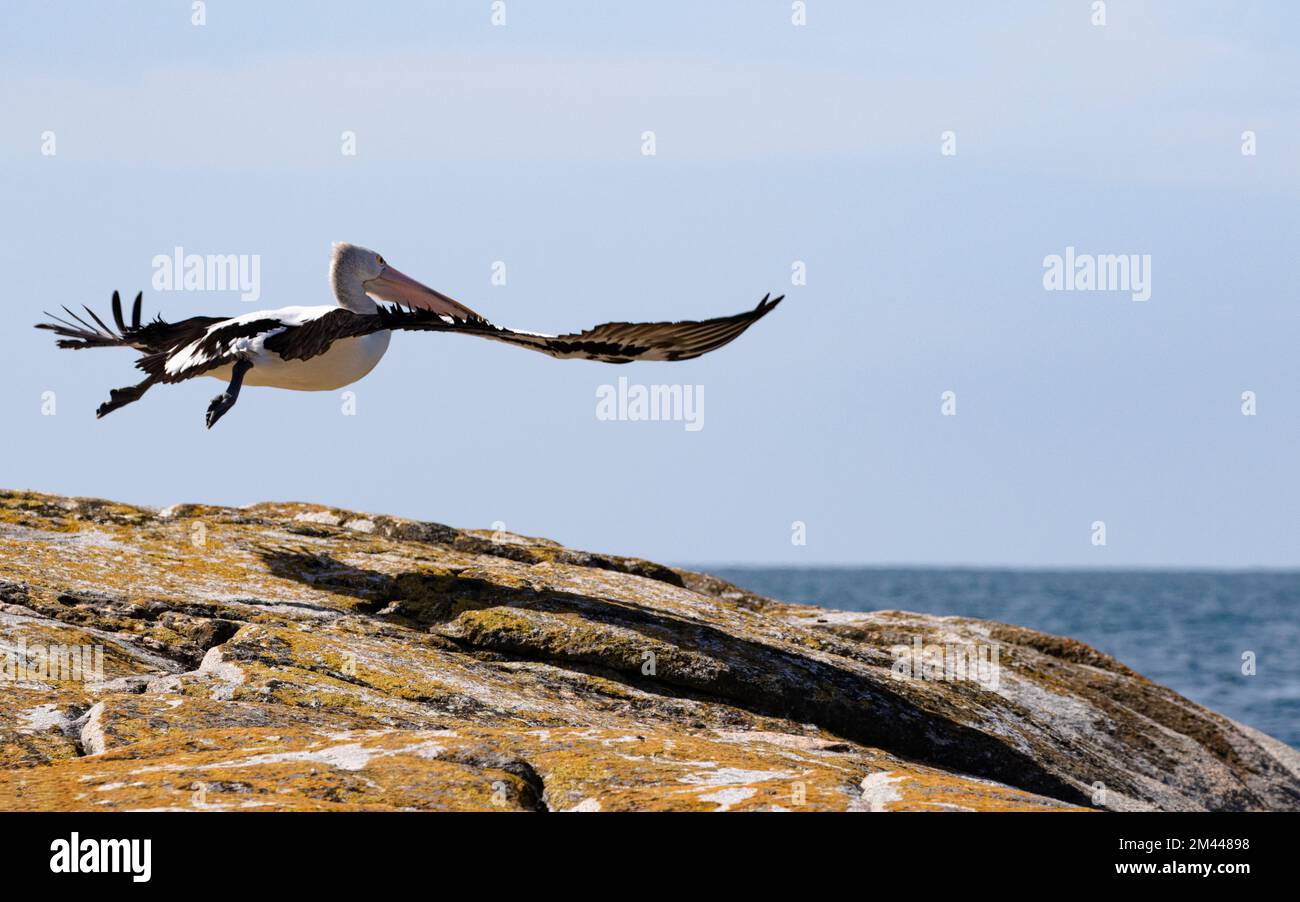 Il Pelican australiano vola sopra le rocce costiere ricoperte di licheni arancioni di Binalong Bay nella Baia dei fuochi, Tasmania, Australia Foto Stock