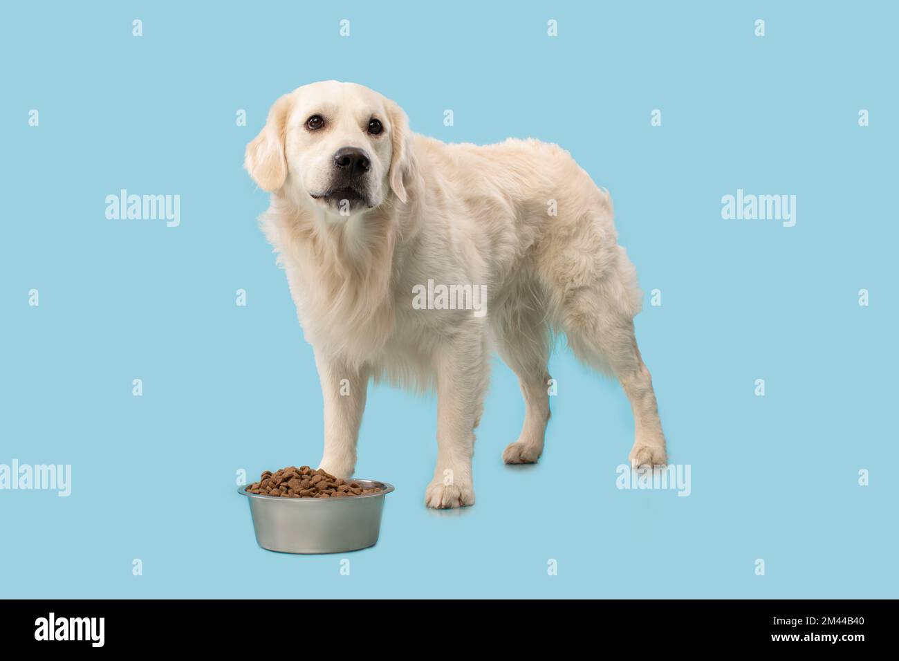 Ritratto di labrador cane mangiare cibo secco da ciotola in piedi su sfondo blu studio parete, copia spazio Foto Stock