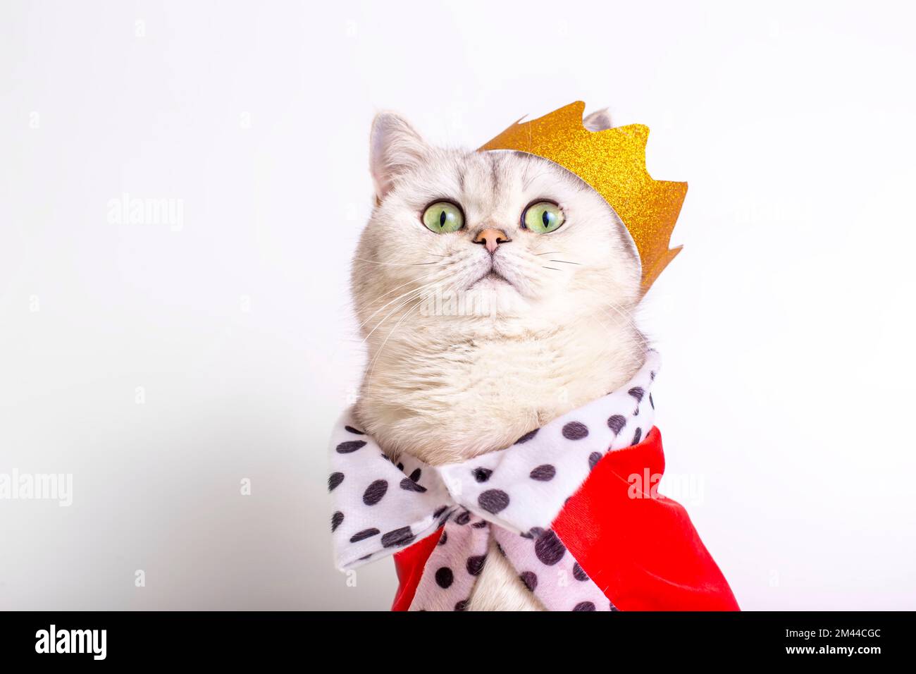 Carino gatto bianco in una corona dorata e mantello rosso, seduto su uno sfondo bianco Foto Stock