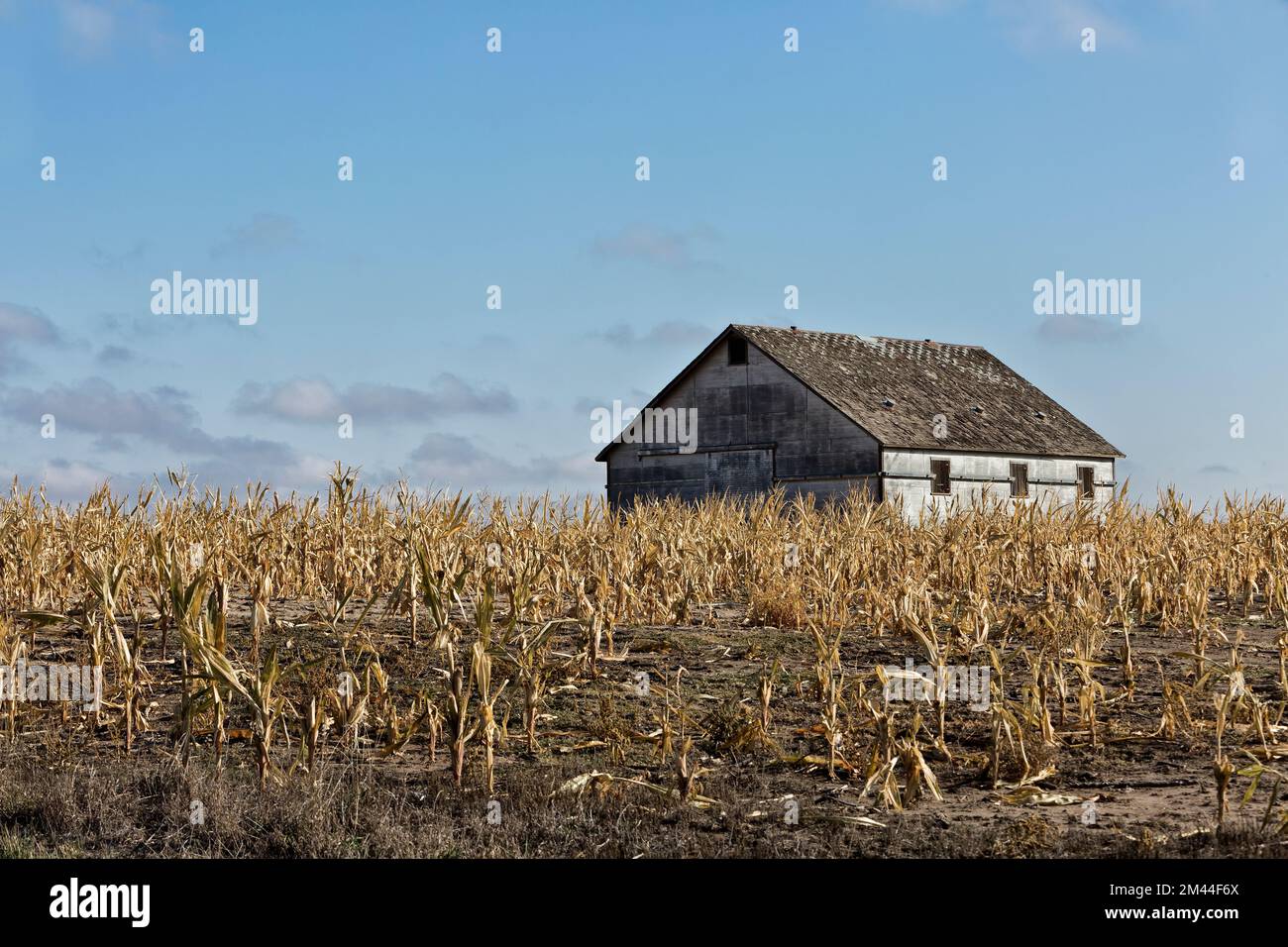 Mais 'Zea mays' campo, crop failure, mancanza di pioggia, fienile vecchio, fine di ottobre, Kansas Foto Stock