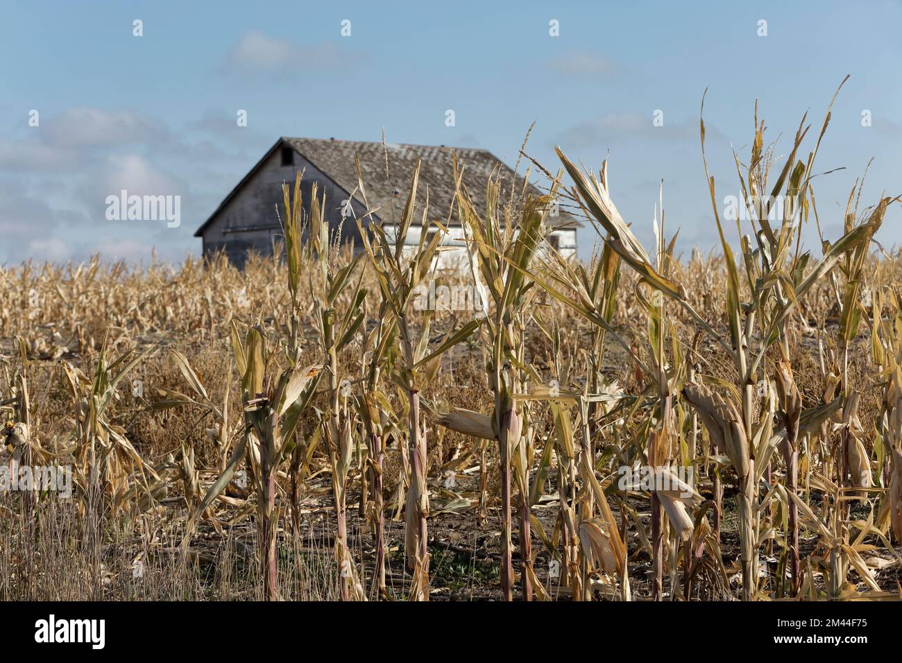 Mais campo 'Zea mays' crop failure, mancanza di pioggia, vecchio fienile, fine ottobre, Kansas. Foto Stock