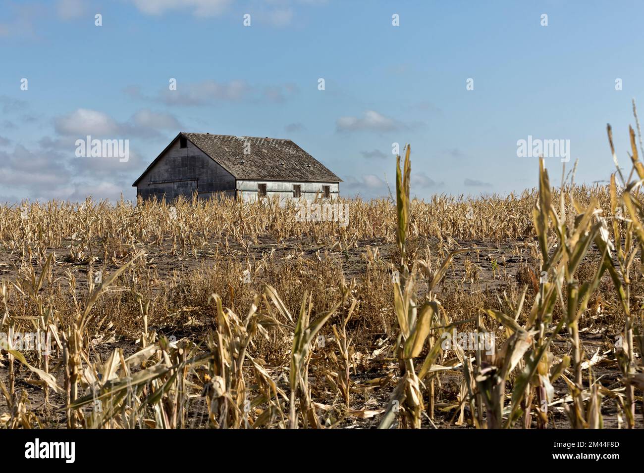 Mais 'Zea mays' campo, crop failure, mancanza di pioggia, fienile vecchio, fine di ottobre, Kansas. Foto Stock