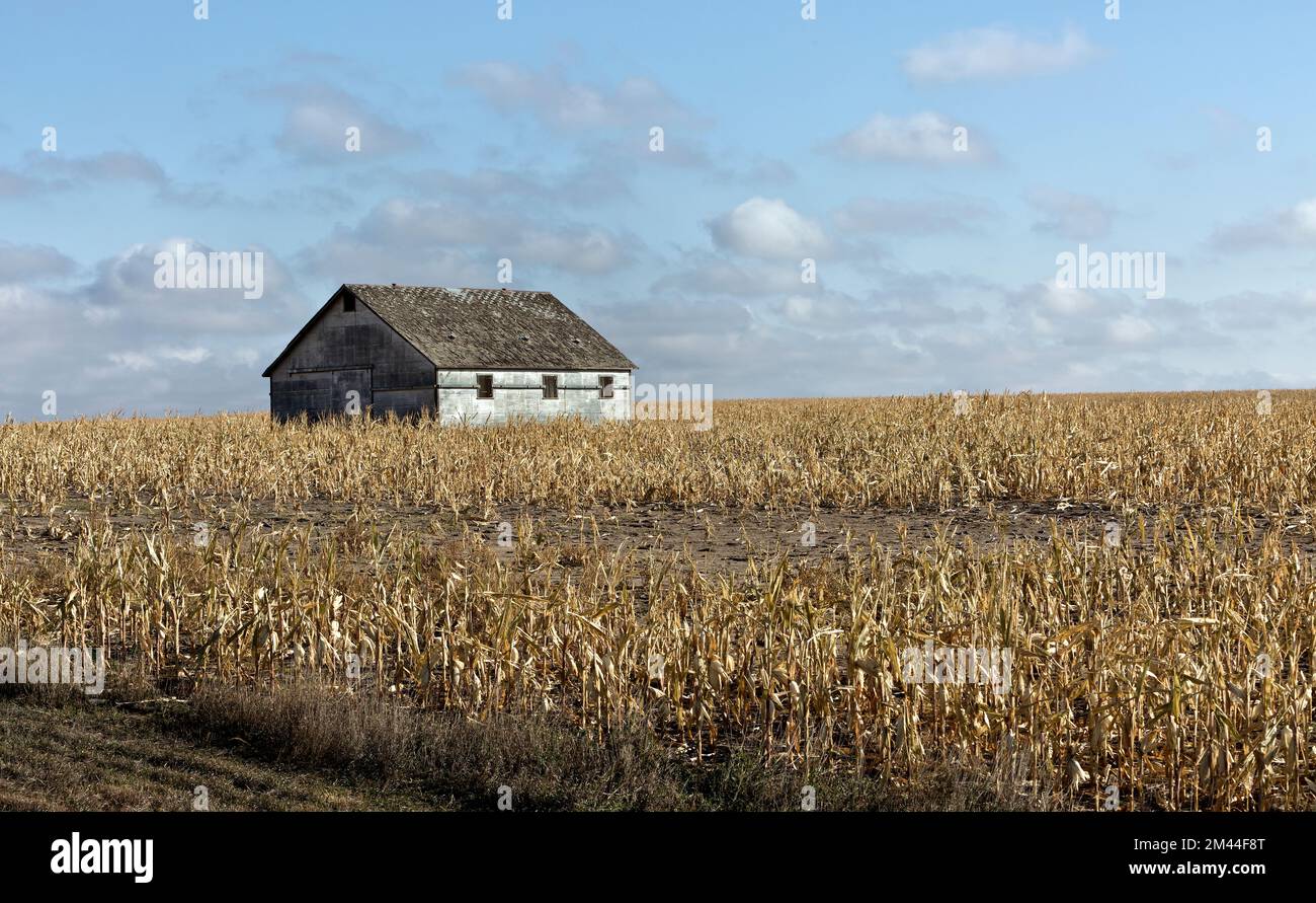 Mais 'Zea mays' campo, crop failure, mancanza di pioggia, fienile vecchio, fine di ottobre, Kansas. Foto Stock