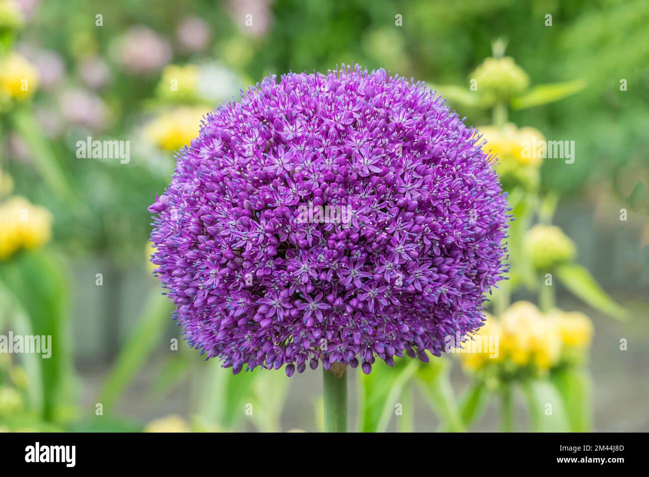 Porro ornamentale (Allium sp.), fioriere, Muensterland, Renania settentrionale-Vestfalia Foto Stock