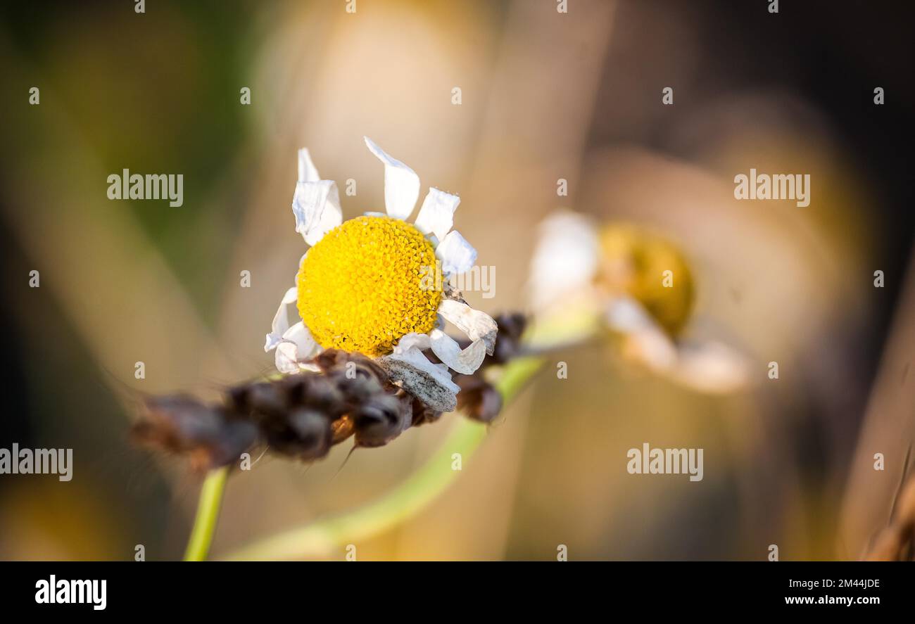 Foto di un fiore di campo, bokeh Foto Stock