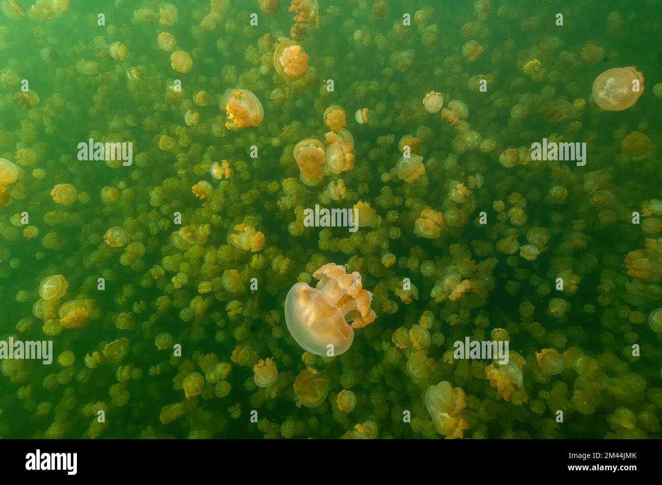 Gran numero di pesci d'oro (Mastigias) non nettling nel Mare di pesci d'oro Ongeiml Tketau di Palau, Oceano Pacifico, Repubblica di Palau, Oceania Foto Stock