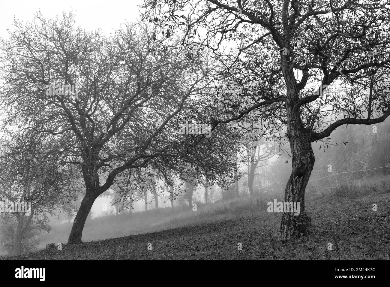 Alberi nella nebbia, autunno, bassa Austria, Austria Foto Stock