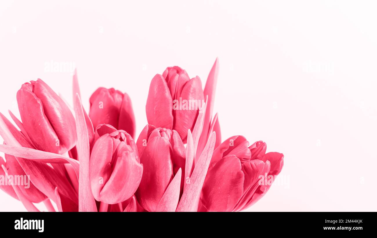 Fiori di tulipano di colore magenta viva. Colore dell'anno 2023. Concetto di vacanze primaverili. Primo piano. Foto Stock