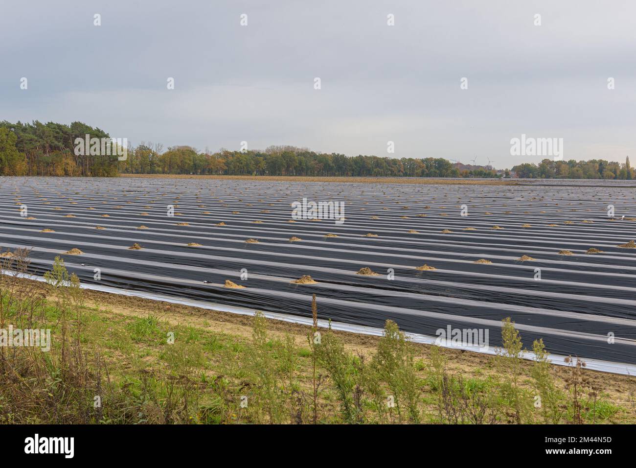 Isolamento di campi con piantagioni per il periodo invernale. Campi con agricoltura in inverno. Piantando asparagi in Europa Foto Stock