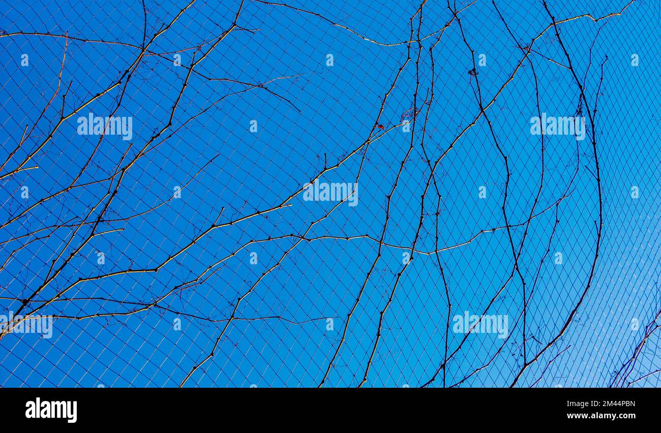 Una foto unica di brillante tenero offshoot di un albero che cresce Foto Stock