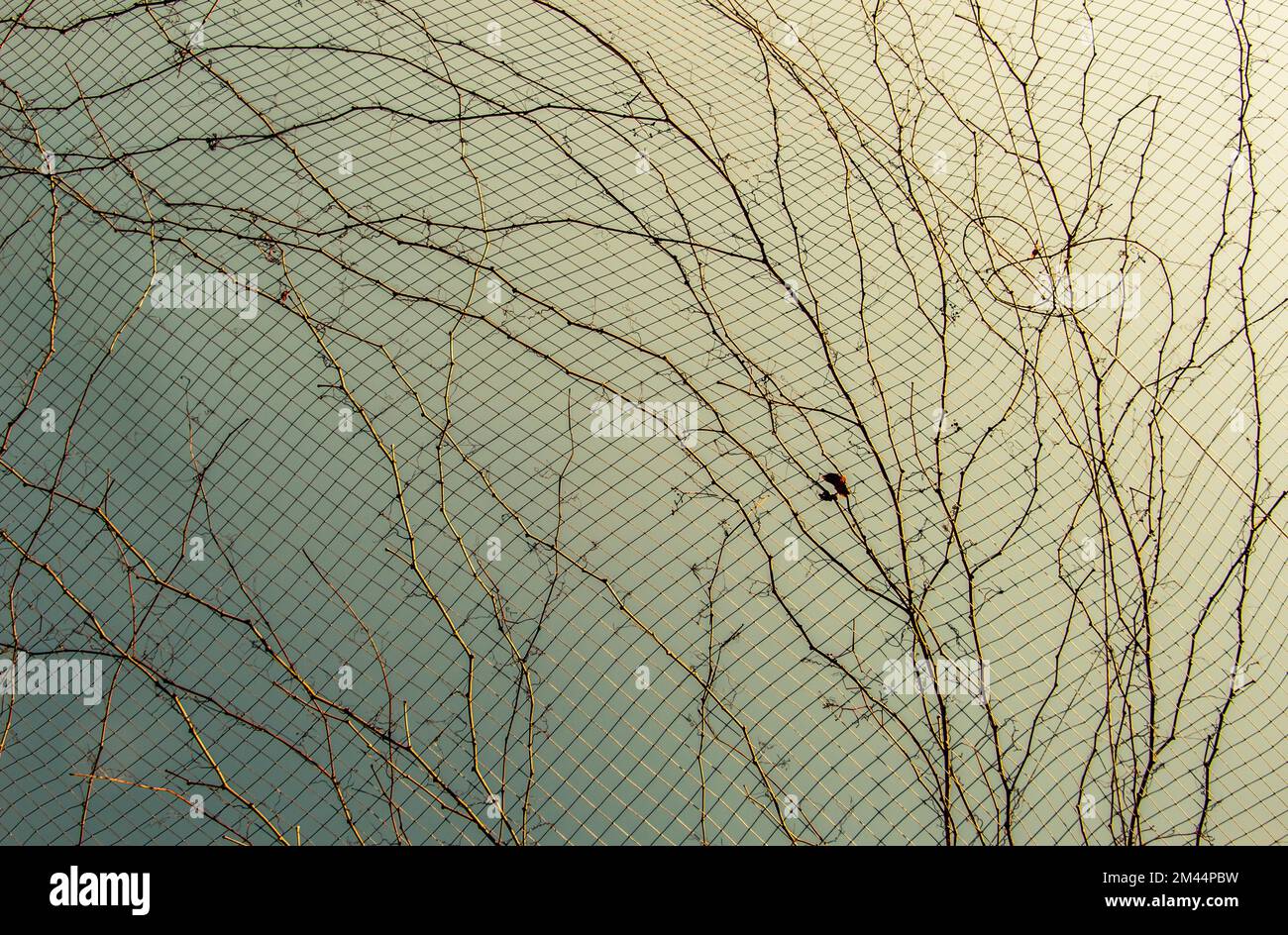 Una foto unica di brillante tenero offshoot di un albero che cresce Foto Stock