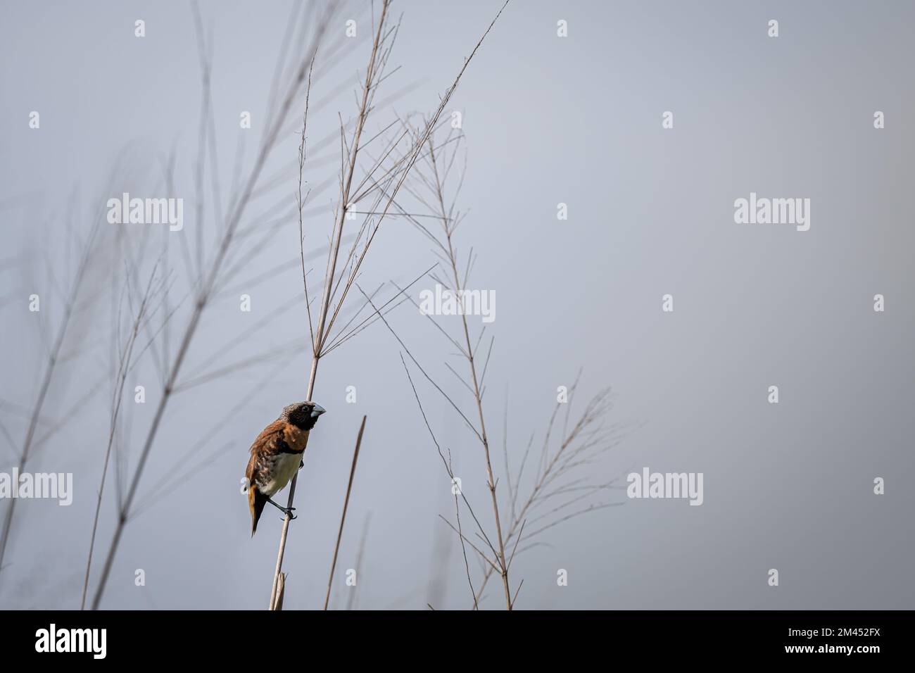 Un singolo manichino di castagno arroccato su una testa di semi d'erba in un campo aperto presso la riserva naturale Cattana Wetlands a Cairns, QLD in Australia. Foto Stock