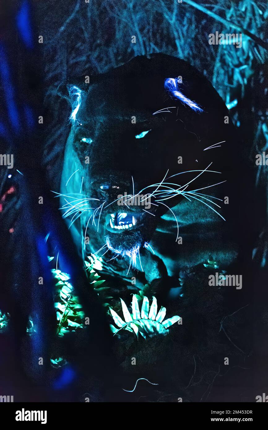 pantera nera che cammina fuori dal buio e nella luce, incredibile carta da parati fauna selvatica Foto Stock