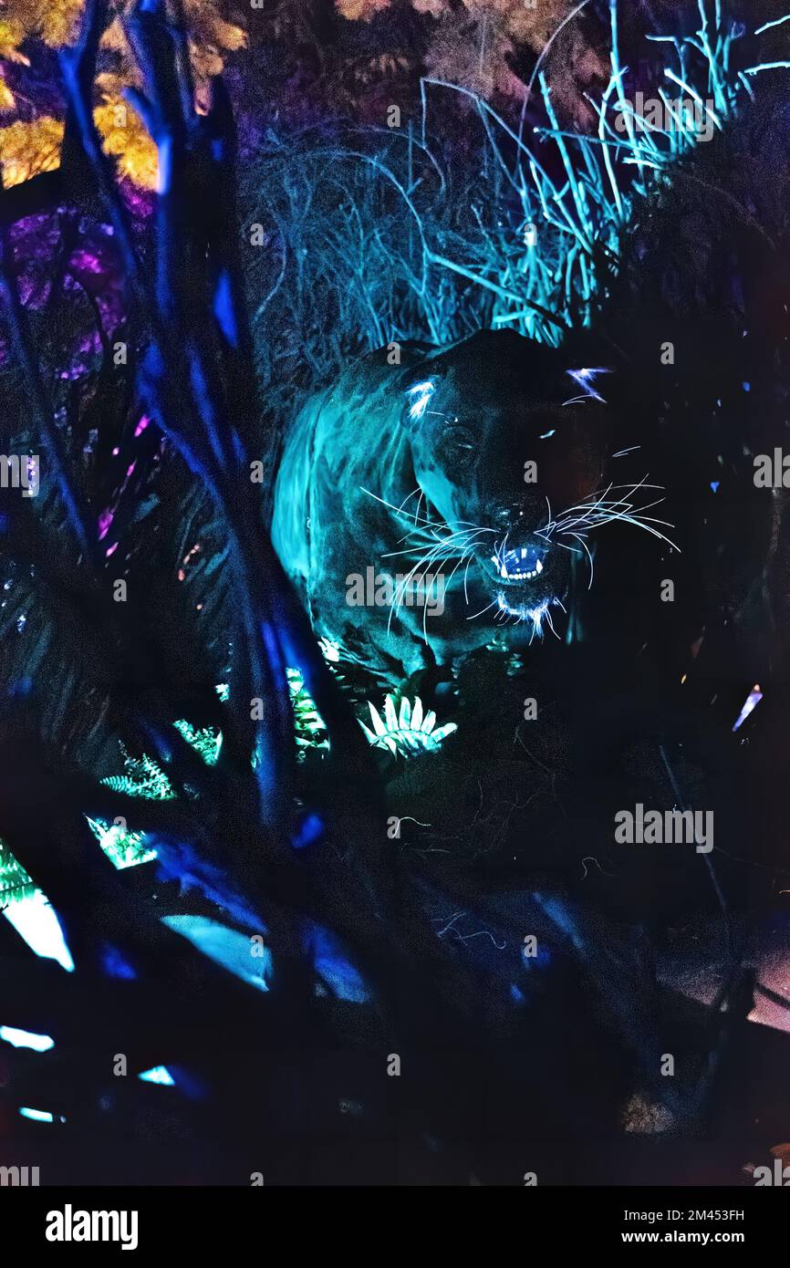 pantera nera che cammina fuori dal buio e nella luce, incredibile carta da parati fauna selvatica Foto Stock