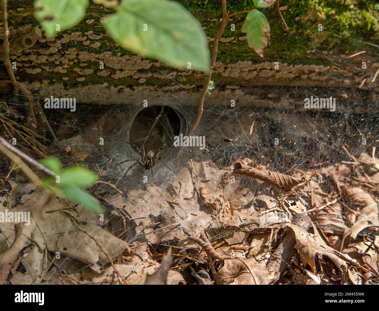Un tessitore a imbuto (genere Agelenopsis, specie sconosciuta) attende fuori dalla sua tana per ignari prede in una foresta nel Tennessee centrale. Foto Stock