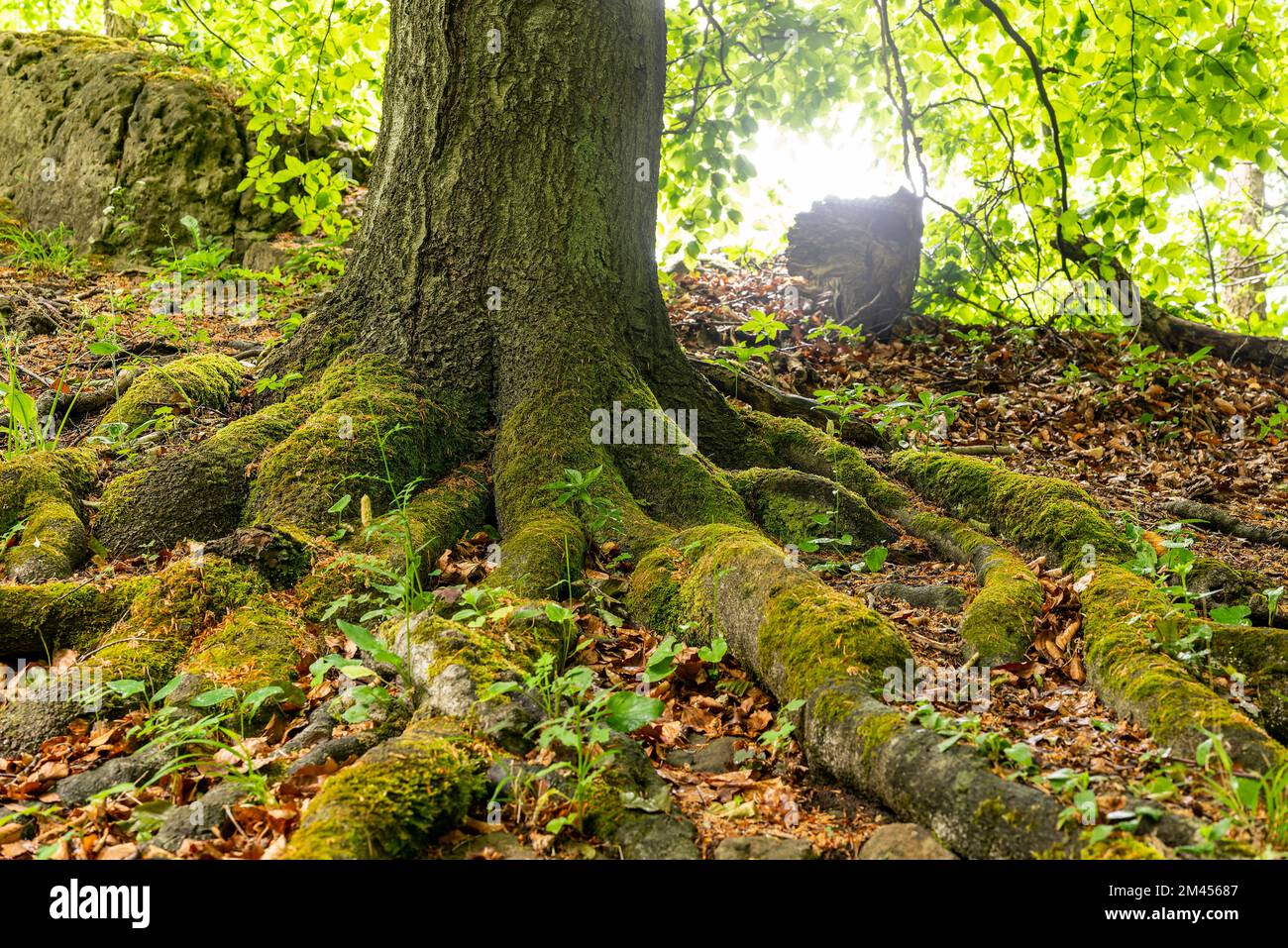 Primo piano delle radici ricoperte di muschio e tronco di un antico e potente faggeto, la cresta del Weserbergland, Germania Foto Stock