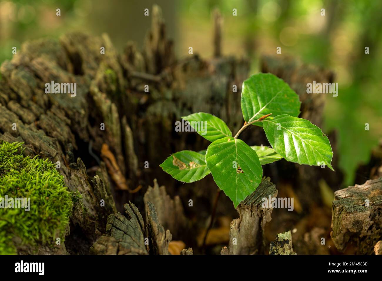 Un giovane faggio che si insaputa con foglie verdi fresche cresce in un ceppo morto di un vecchio albero Foto Stock