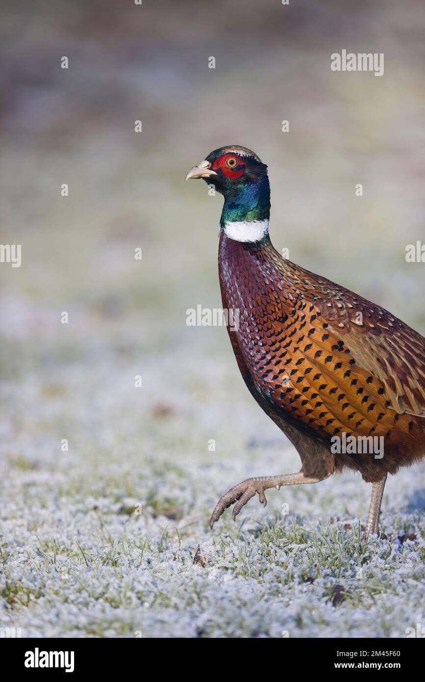 Fagiano comune Phasianus colchicus, maschio adulto che cammina su erba coperta di gelo, Suffolk, Inghilterra, dicembre Foto Stock