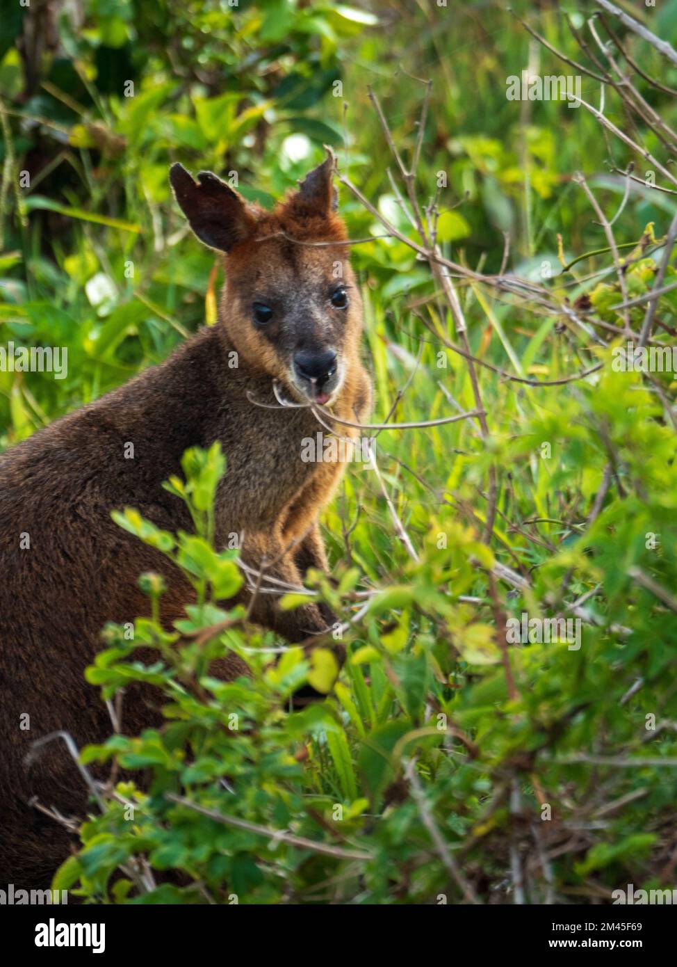 Animale nativo australiano, palude o Wallaby nero. Marsupiale, nella macchia della spiaggia al promontorio, Australia Foto Stock