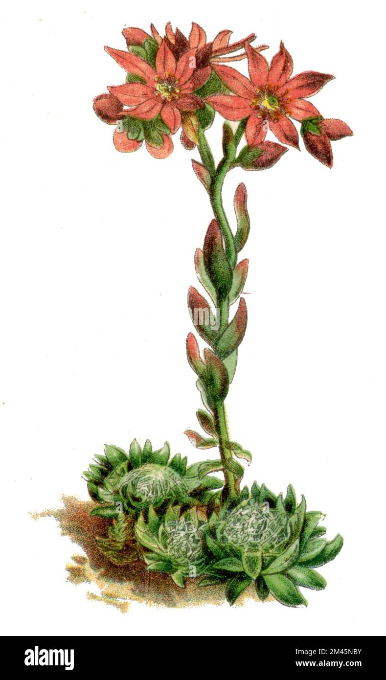 , (Botany book, 1900), Hauswurz, Spinnweben- Foto Stock