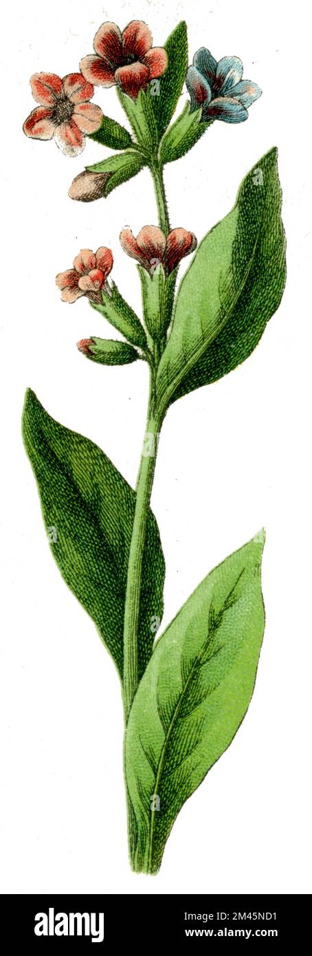 Lungwort Pulmonaria officinalis, (libro di botanica, 1900), Lungenkraut Foto Stock