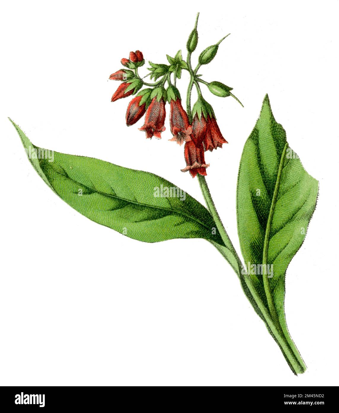 comfrey Symphytum officinale, (libro di botanica, 1900), Echter Beinwell Foto Stock