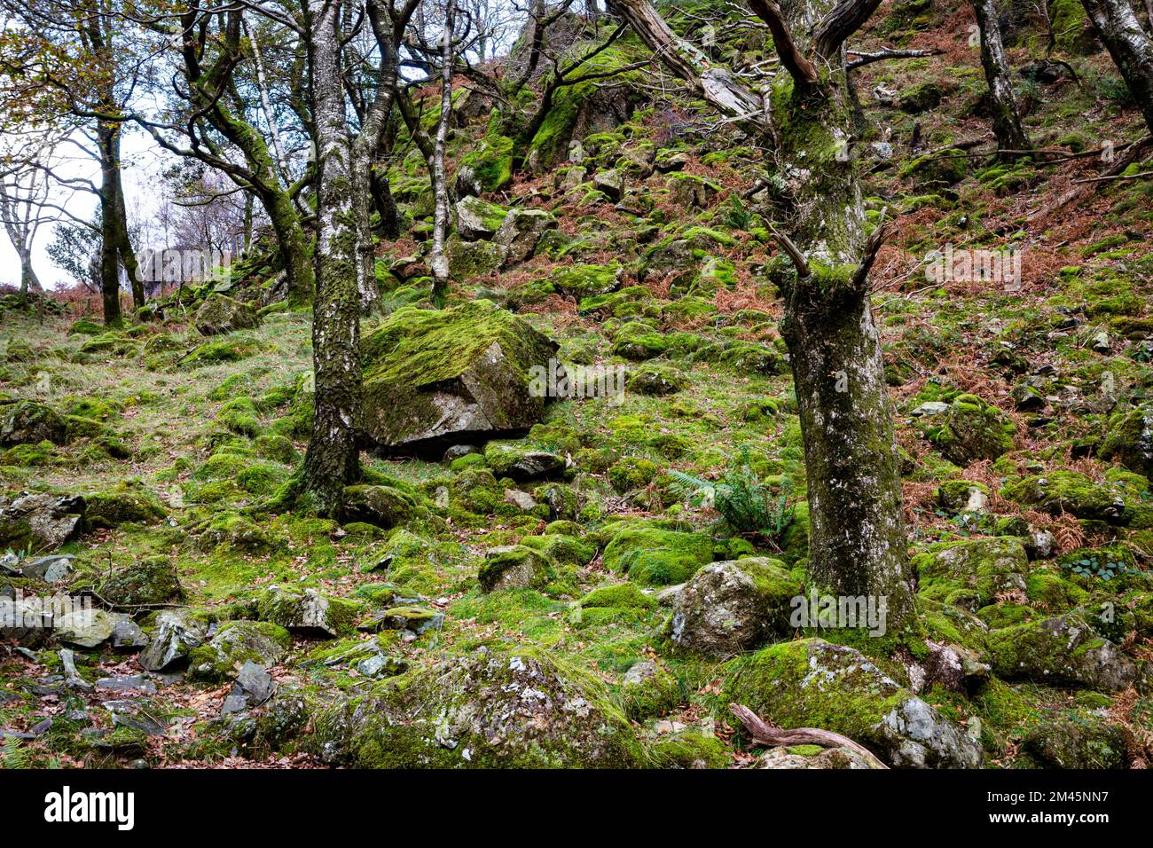 Boschi ricoperti di muschio a Borrowdale, il Lake District National Park, Cumbria. Foto Stock