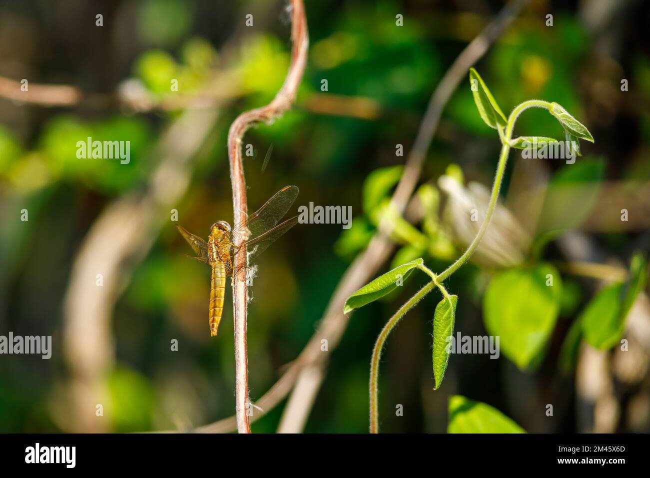 Una grande libellula gialla in natura Foto Stock