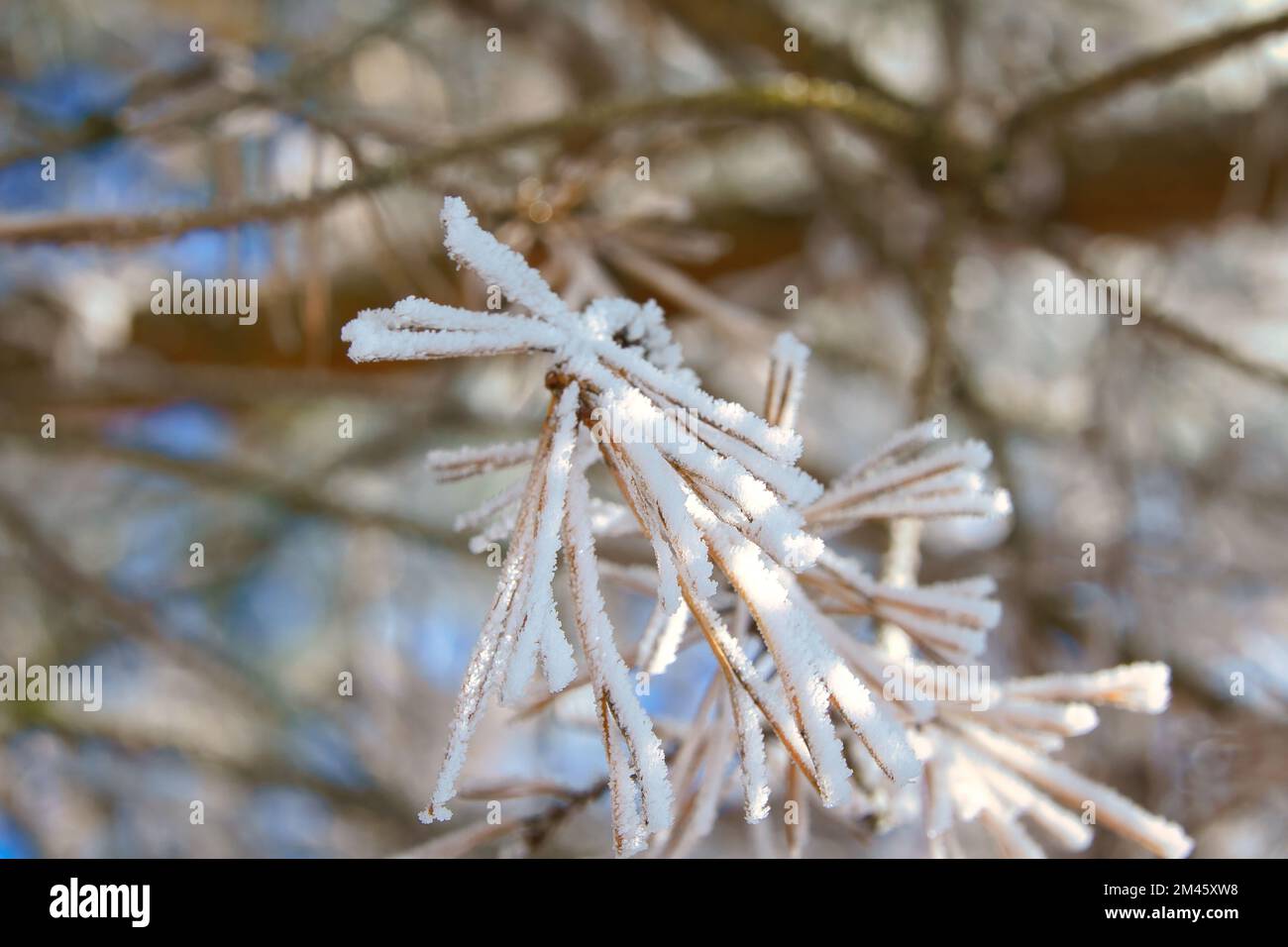 I cristalli di ghiaccio si sono formati sui rami e si congelano in tutte le direzioni. Sono state create forme riccamente testurizzate e bizzarre. Inverno girato dalla natura Foto Stock
