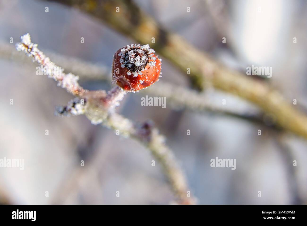 Cristalli di ghiaccio su un frutto dell'anca di rosa. Il risultato è stato una texture ricca e bizzarre forme. Inverno girato dalla natura Foto Stock