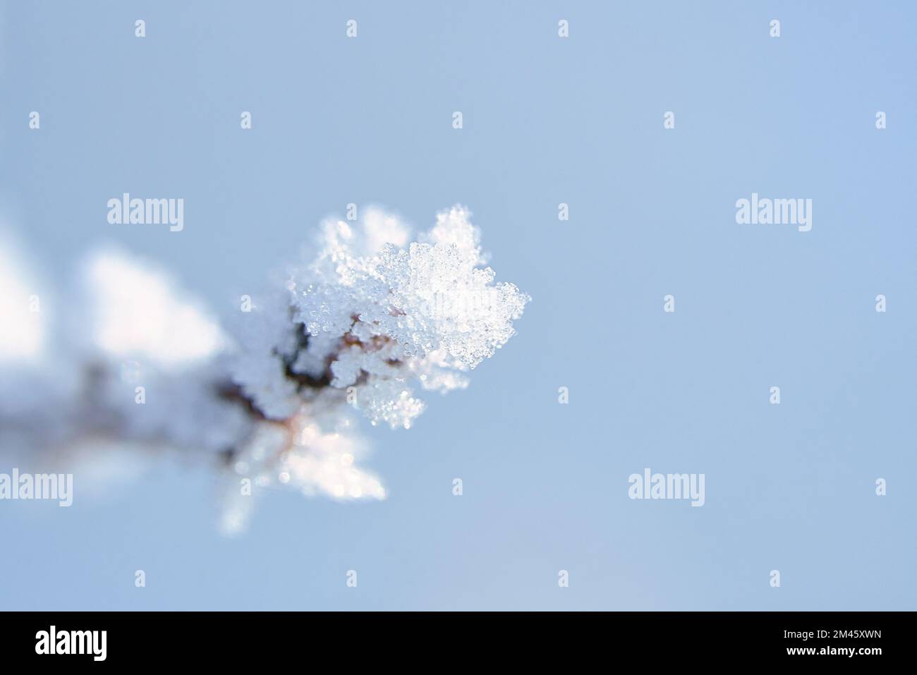 I cristalli di ghiaccio si sono formati sui rami e si congelano in tutte le direzioni. Sono state create forme riccamente testurizzate e bizzarre. Inverno girato dalla natura Foto Stock