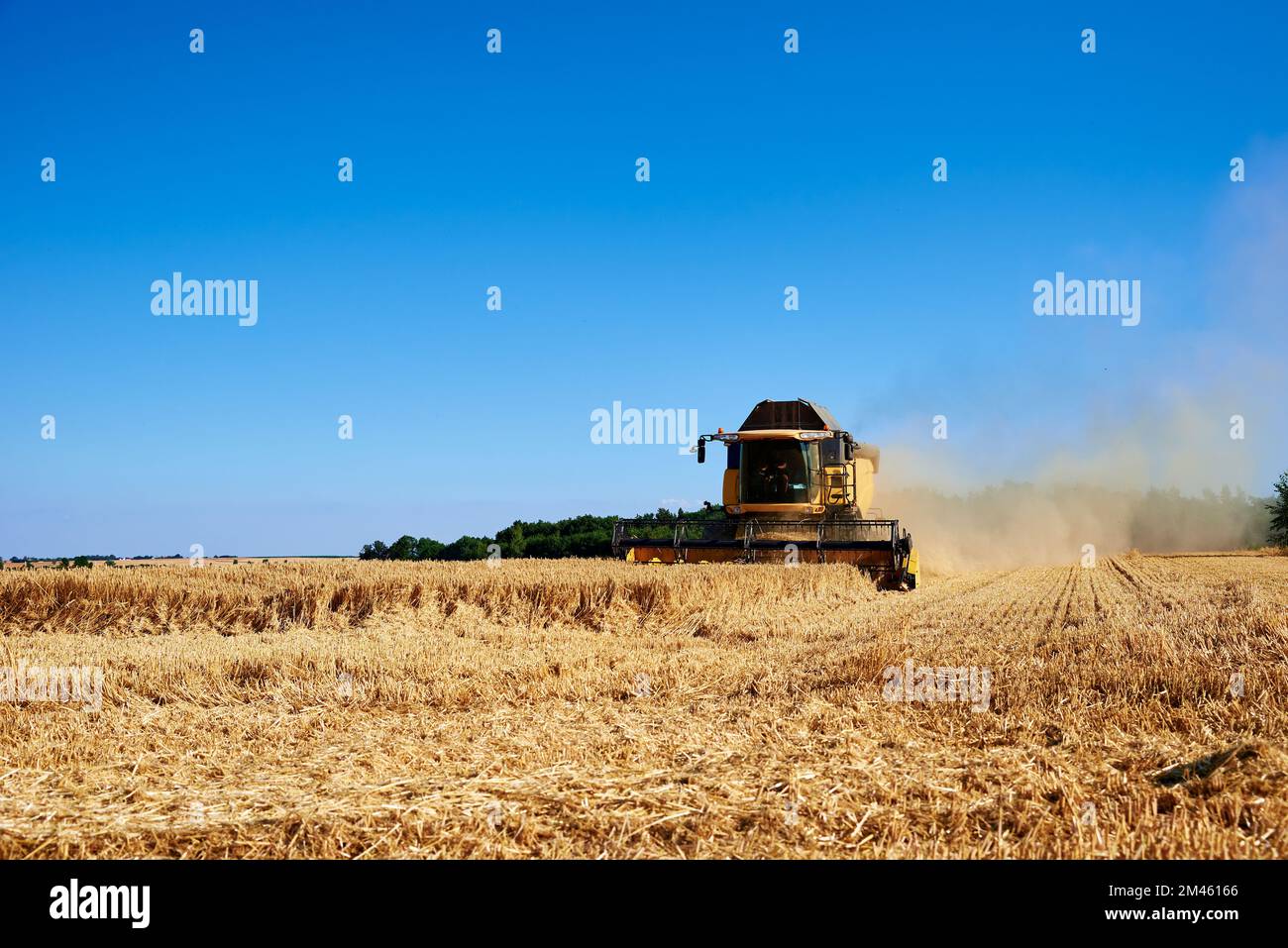 Mietitrebbia per la raccolta di grano dorato, trebbiatrice che lavora in un campo agricolo, stagione di raccolta Foto Stock