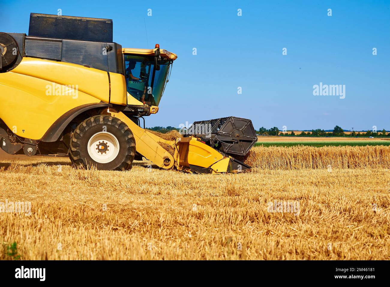 Mietitrebbia per la raccolta di grano dorato, trebbiatrice che lavora in un campo agricolo, stagione di raccolta Foto Stock