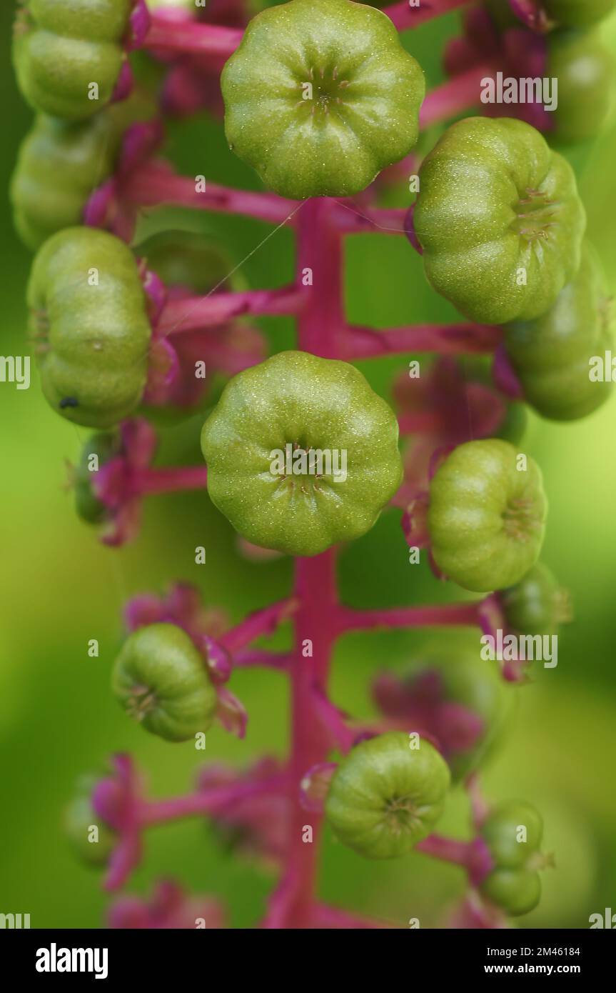 Un primo piano della pianta di Phytolacca americana in crescita su sfondo sfocato Foto Stock