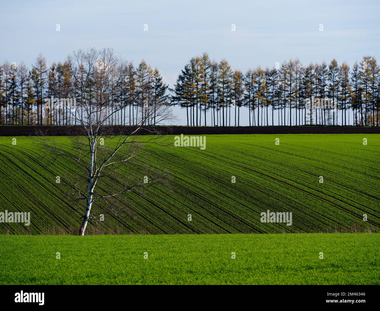 Campo di grano invernale Foto Stock