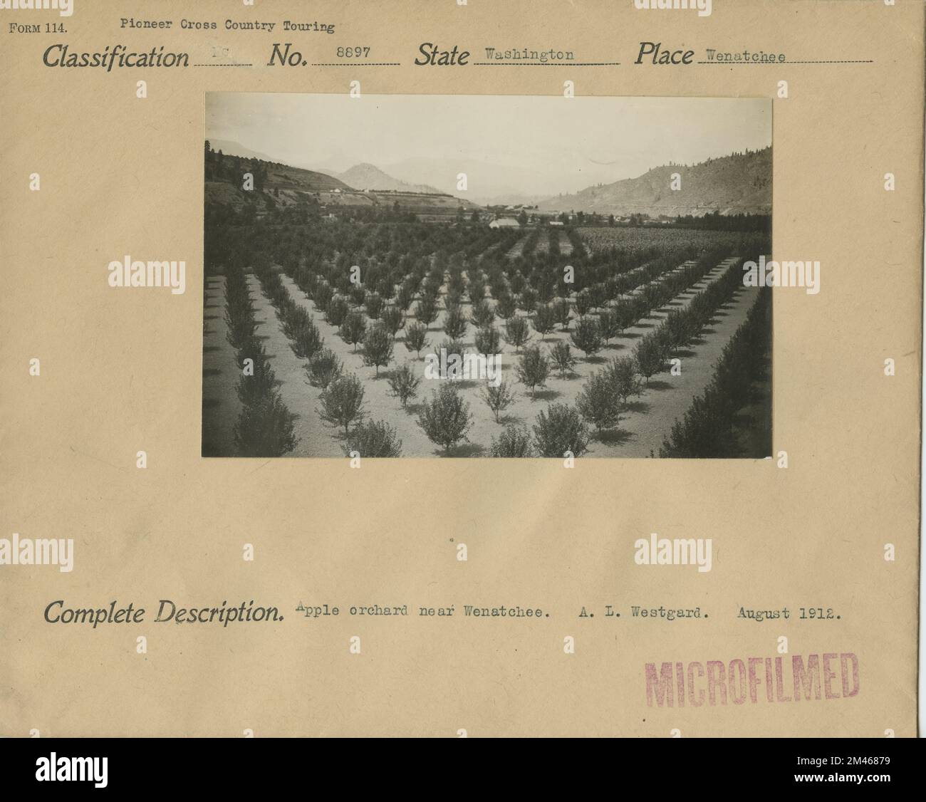 Frutteto di mele. Didascalia originale: Frutteto di mele. A. L. Westgard. Stato: Washington luogo: Wenatchee. Foto Stock