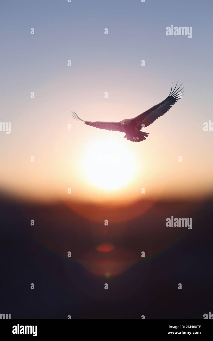 L'anno nuovo il sole che sorge e lo sfondo dell'alba e un'aquila che vola in alto nel cielo con le sue grandi ali sparse Foto Stock