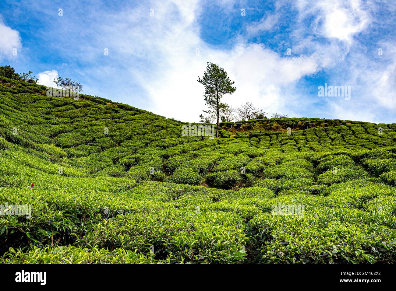 Tea Garden, Munnar, distretto di Idukki, Kerala, India Foto Stock